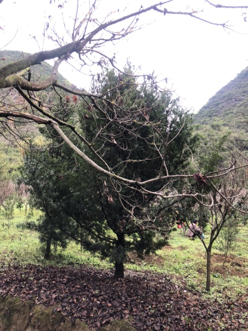 罗汉松10-13公分1000多棵没有烧枝绿化占地造型