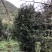 罗汉松10-13公分1000多棵没有烧枝绿化占地造型