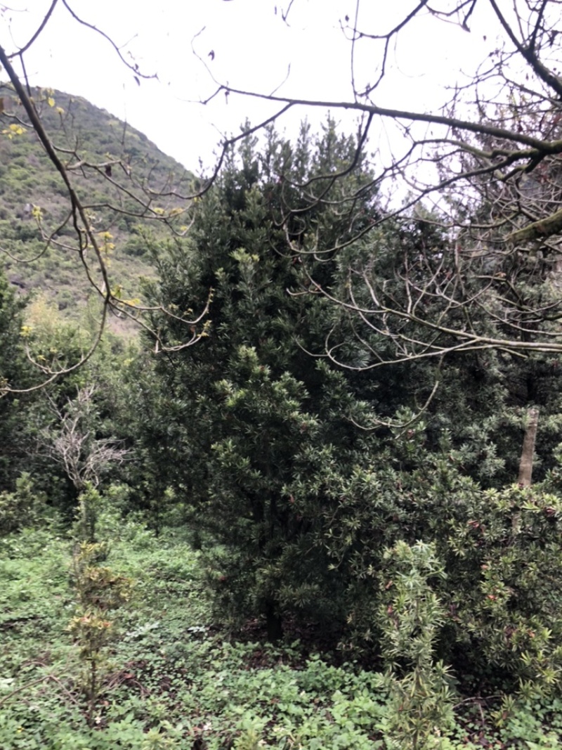 罗汉松10-13公分1000多棵没有烧枝绿化占地造型