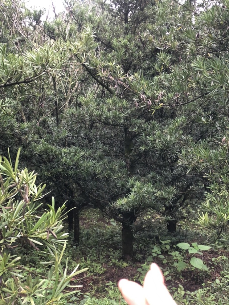 罗汉松10-13公分1000多棵没有烧枝绿化占地造型