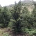 罗汉松10-13公分1000多棵没有烧枝绿化占地造型