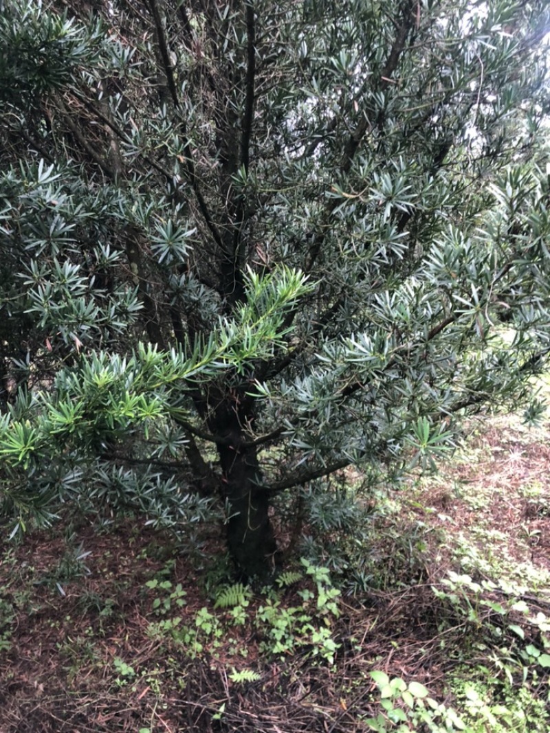 罗汉松10-13公分1000多棵没有烧枝绿化占地造型