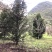 罗汉松10-13公分1000多棵没有烧枝绿化占地造型