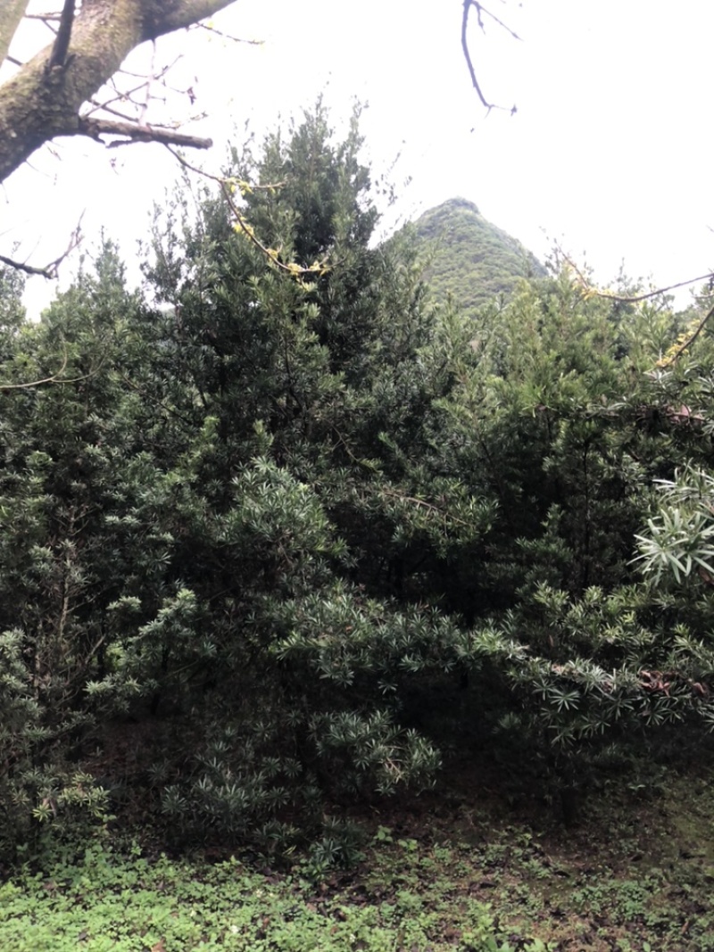 罗汉松10-13公分1000多棵没有烧枝绿化占地造型