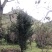 罗汉松10-13公分1000多棵没有烧枝绿化占地造型