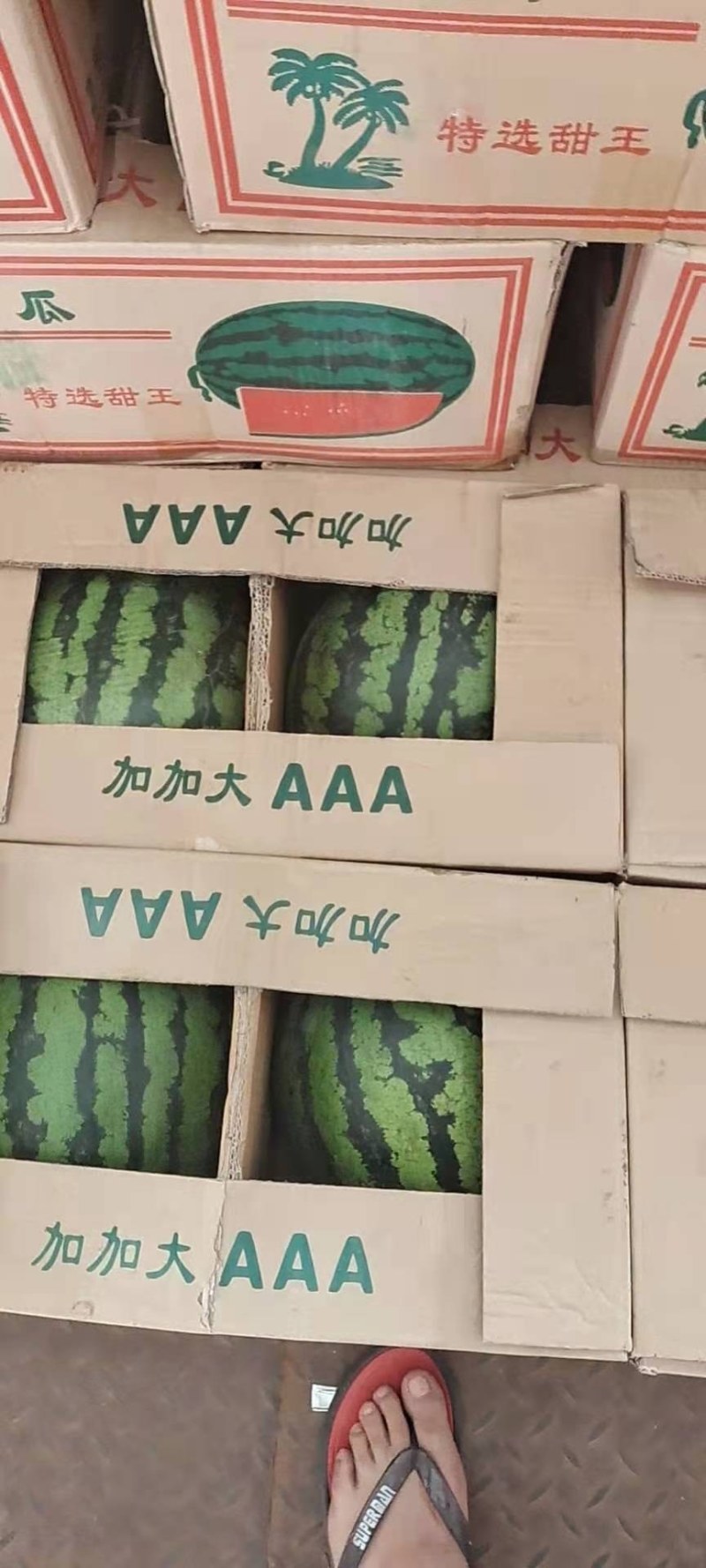 甜王西瓜甜蜜可口耐运输交通便利！代收代发全国