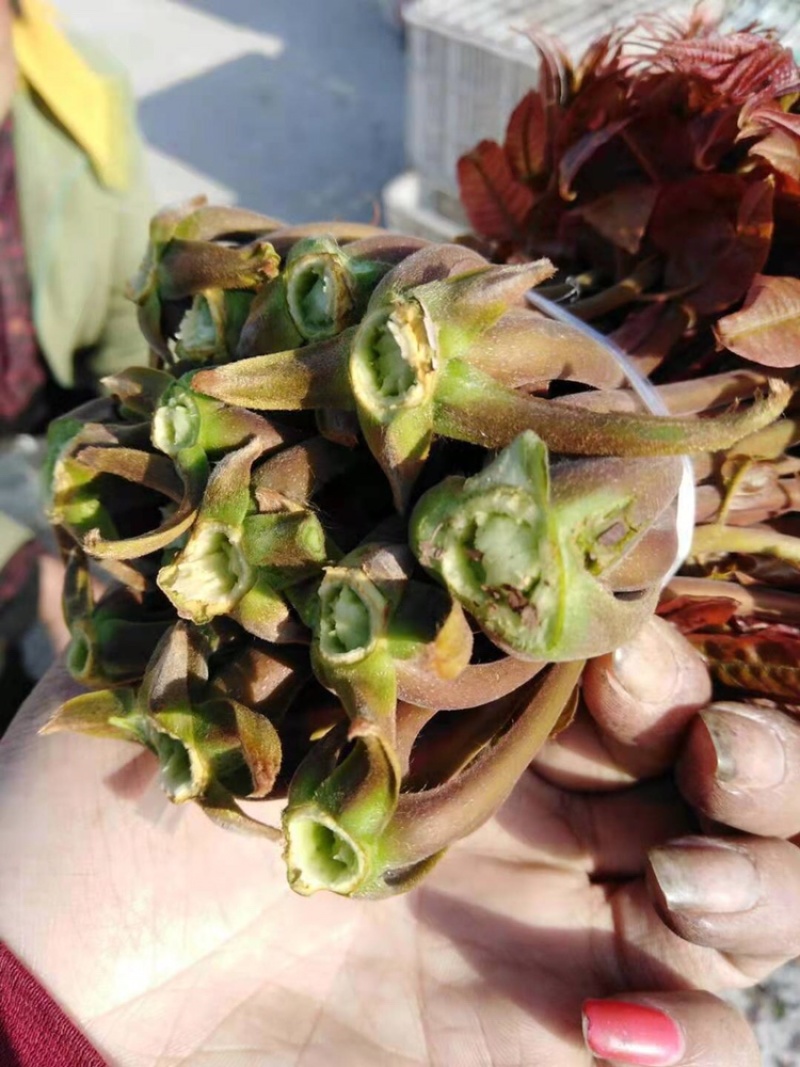 沂蒙红油香椿，头茬露天红油香椿开始下大货了，不支持线上