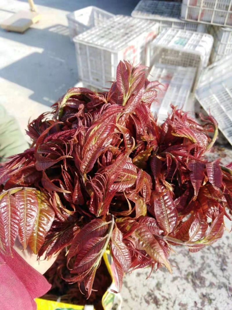 沂蒙红油香椿，头茬露天红油香椿开始下大货了，不支持线上
