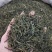 绿茶手工绿茶明前春茶高山绿茶浓香500g批发价