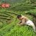 绿茶手工绿茶明前春茶高山绿茶浓香500g批发价