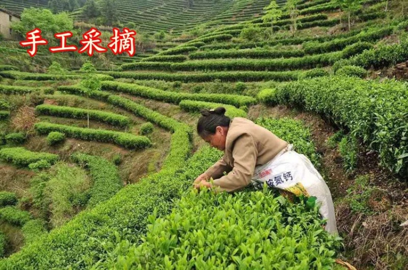 绿茶手工绿茶明前春茶高山绿茶浓香500g批发价
