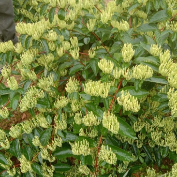 大量出售优良金银花种苗，