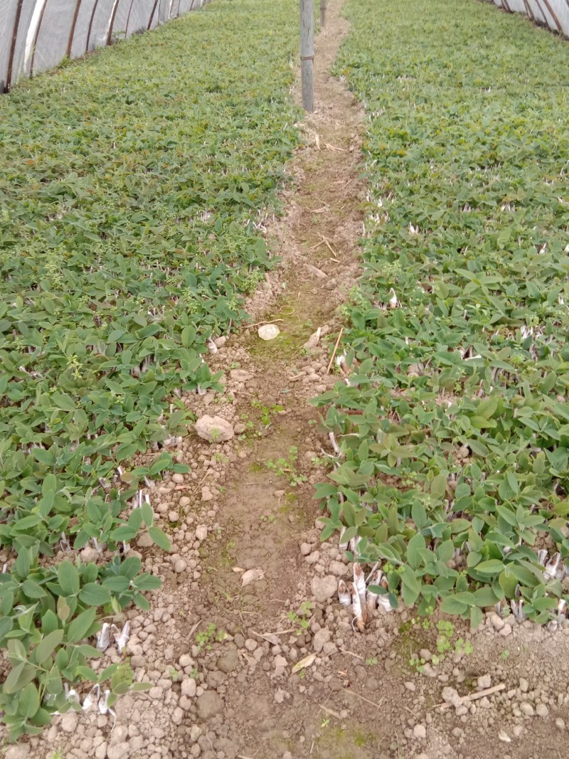 大量出售优良金银花种苗，