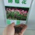 醉蝶花种子绿化花草种子花期长花海种植公园景观别墅庭院种植