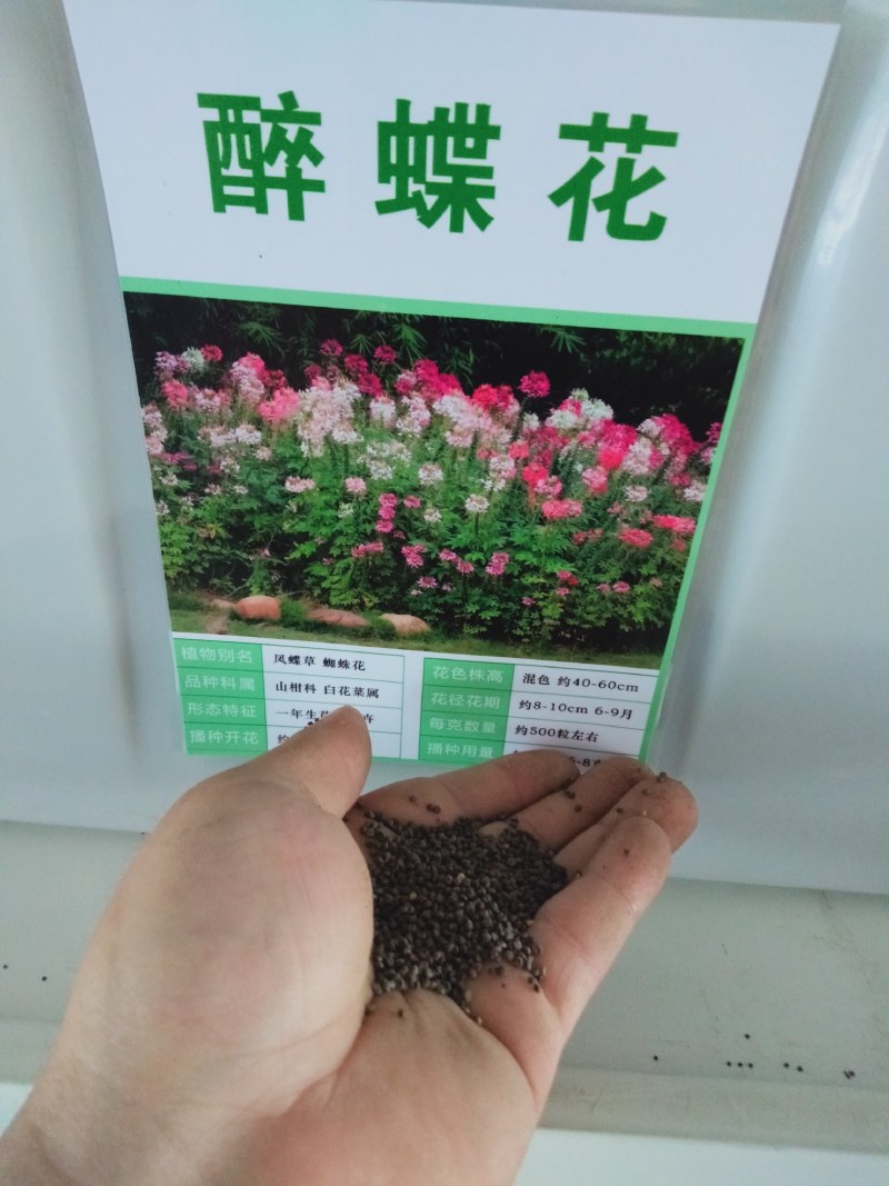 醉蝶花种子绿化花草种子花期长花海种植公园景观别墅庭院种植