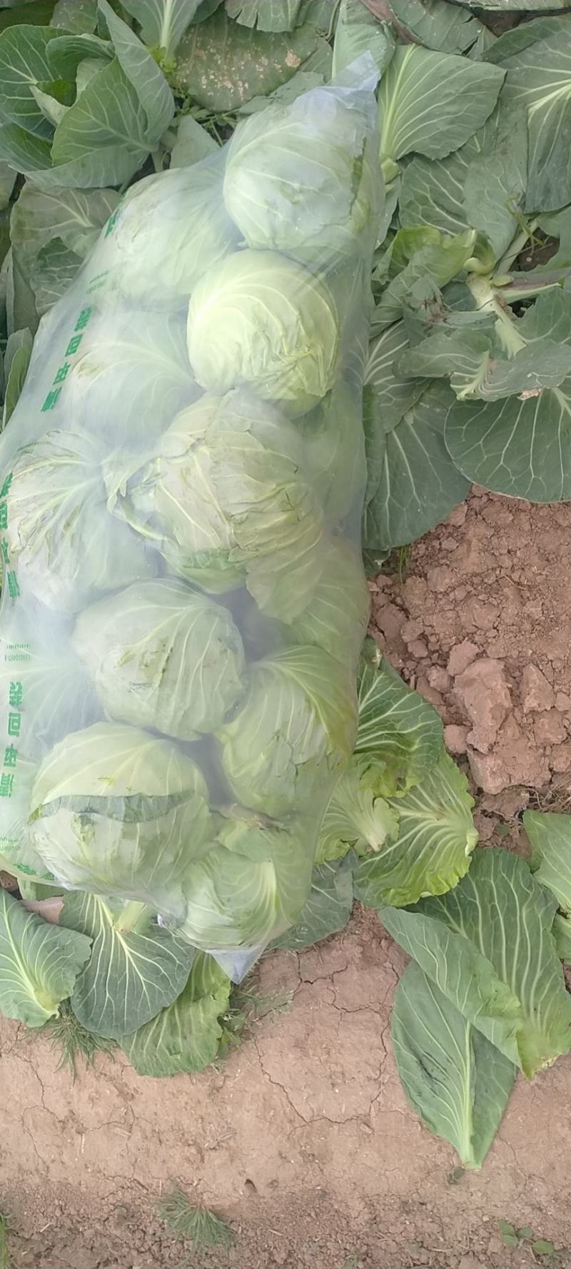 甘蓝，面积大，质量好，一次合作终身朋友