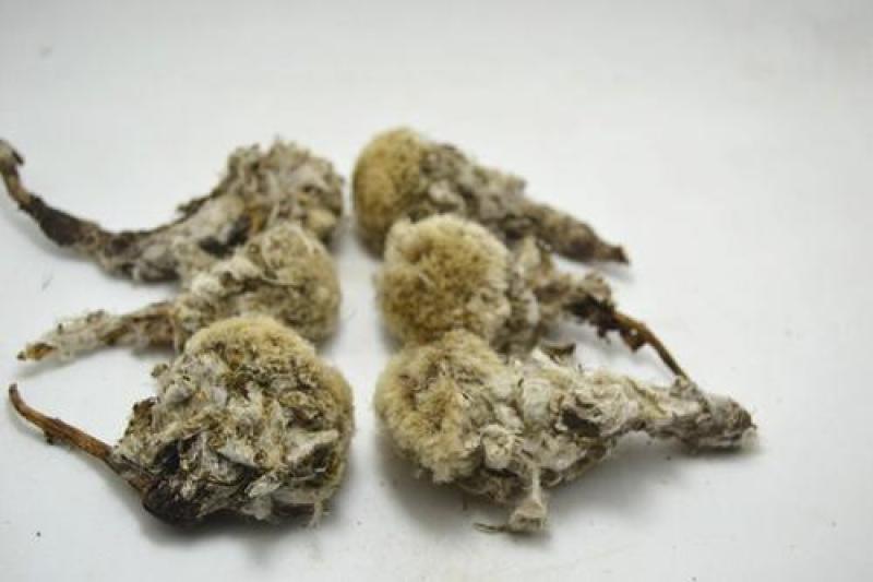 雪莲花藏雪莲干货中药材量大从优2斤起包邮