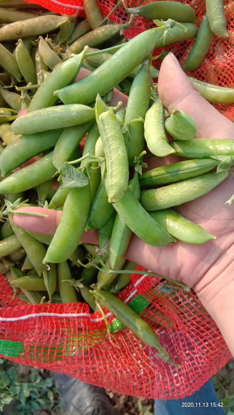 河南头茬精品豌豆荚基地直发，电商直供，保证质量！