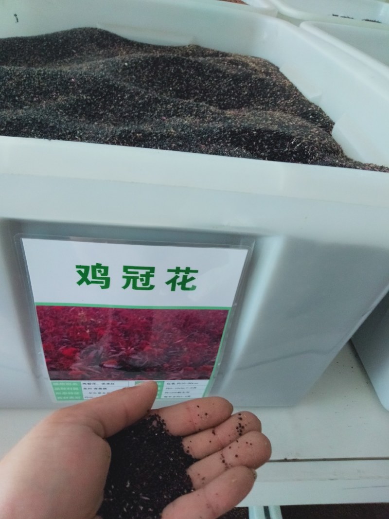 凤尾鸡冠花种子花冠状鸡冠花种子耐热耐旱景观花海种植