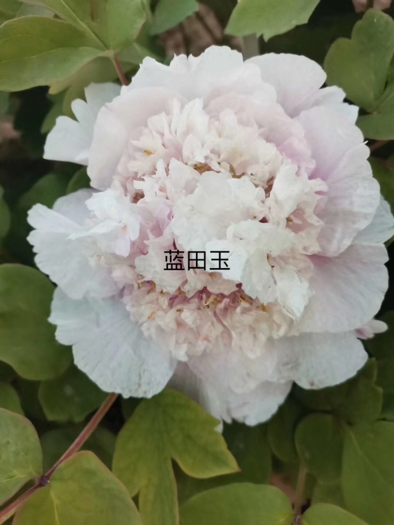 菏泽正品观赏牡丹花苗丛生苗精品色系链接