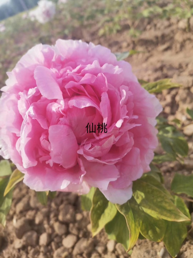菏泽正品观赏牡丹花苗丛生苗精品色系链接