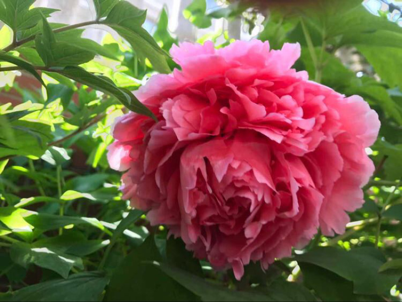 菏泽正品观赏牡丹花苗丛生苗精品色系链接