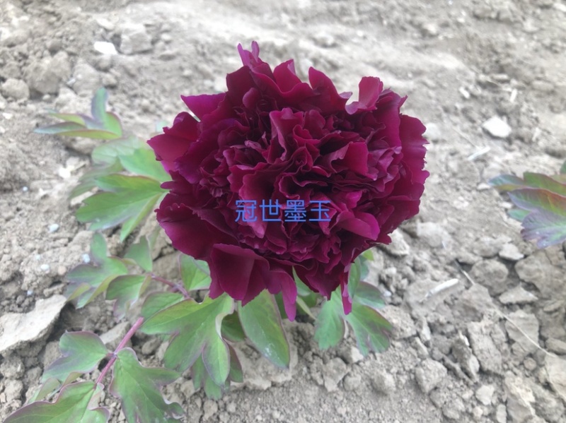 菏泽正品观赏牡丹花苗丛生苗精品色系链接