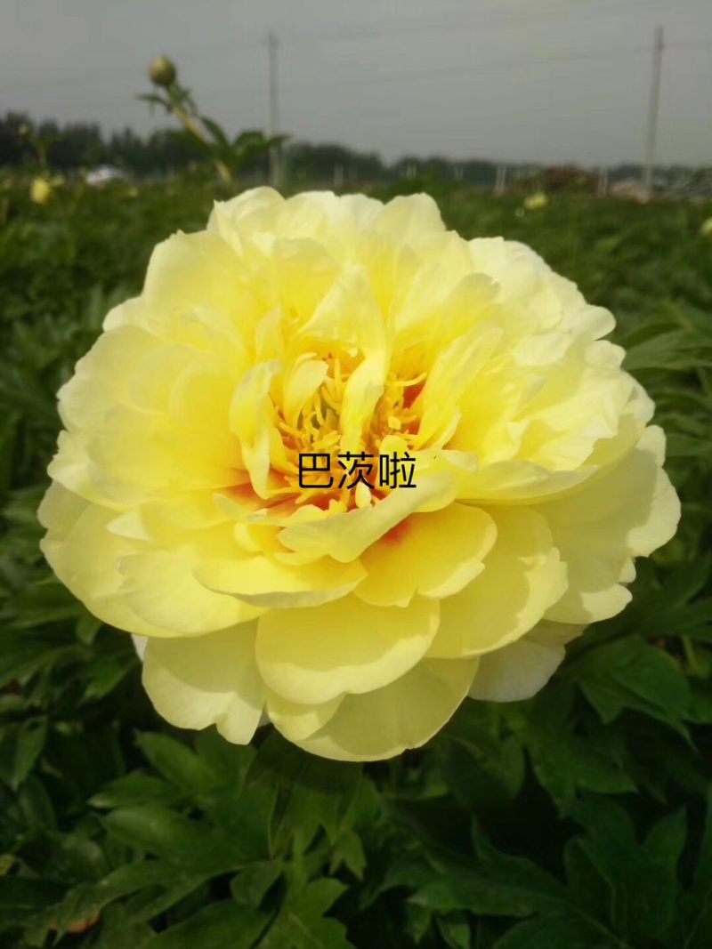 菏泽正品观赏牡丹花苗丛生苗精品色系链接