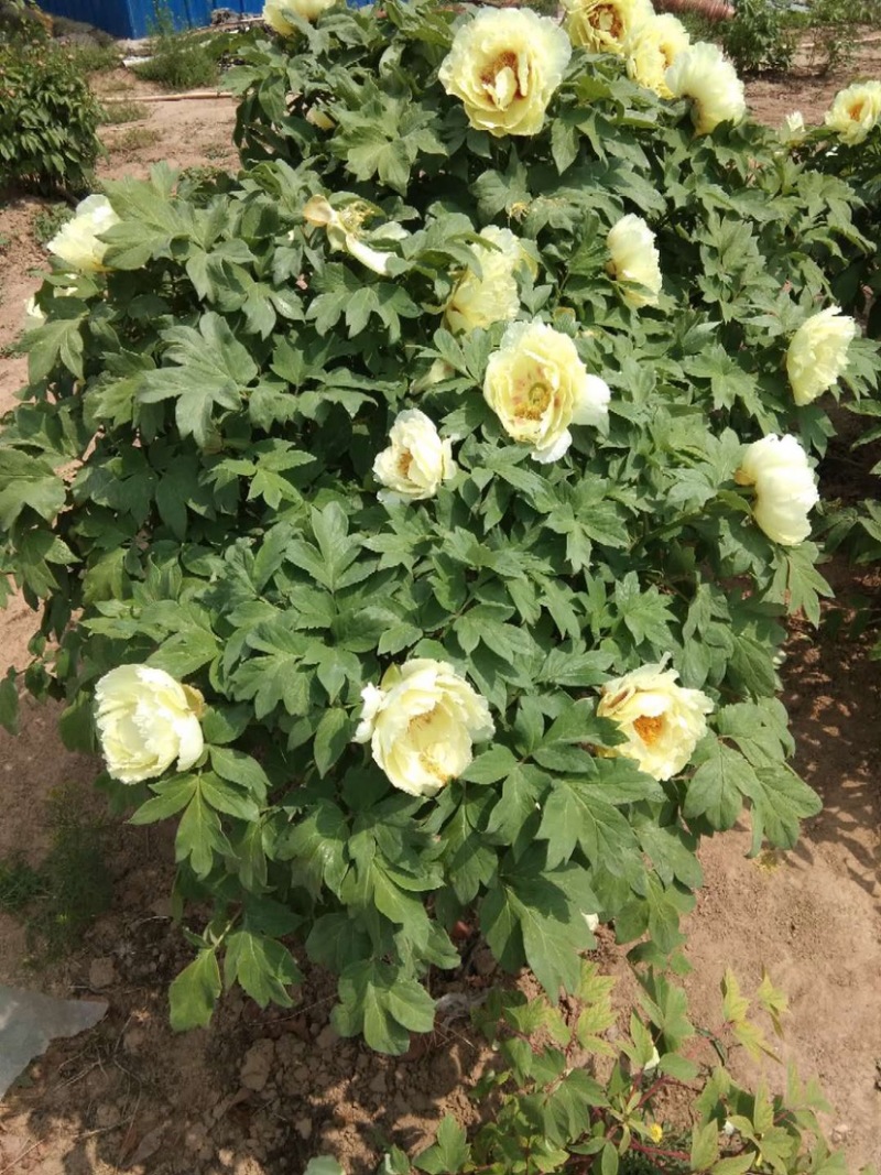 菏泽正品观赏牡丹花苗丛生苗精品色系链接