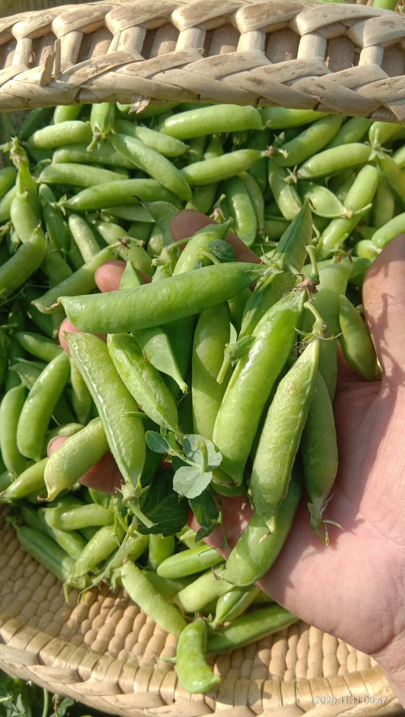 河南头茬精品豌豆荚基地直发，电商直供，保证质量！