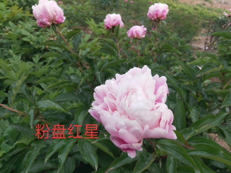 观赏芍药五月花神，花中宰相，品种齐全，花的对版。