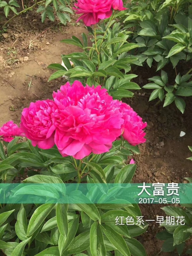 观赏芍药五月花神，花中宰相，品种齐全，花的对版。