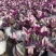 油画，油画婚礼，油画吊兰，油画基地，原土原盆发货
