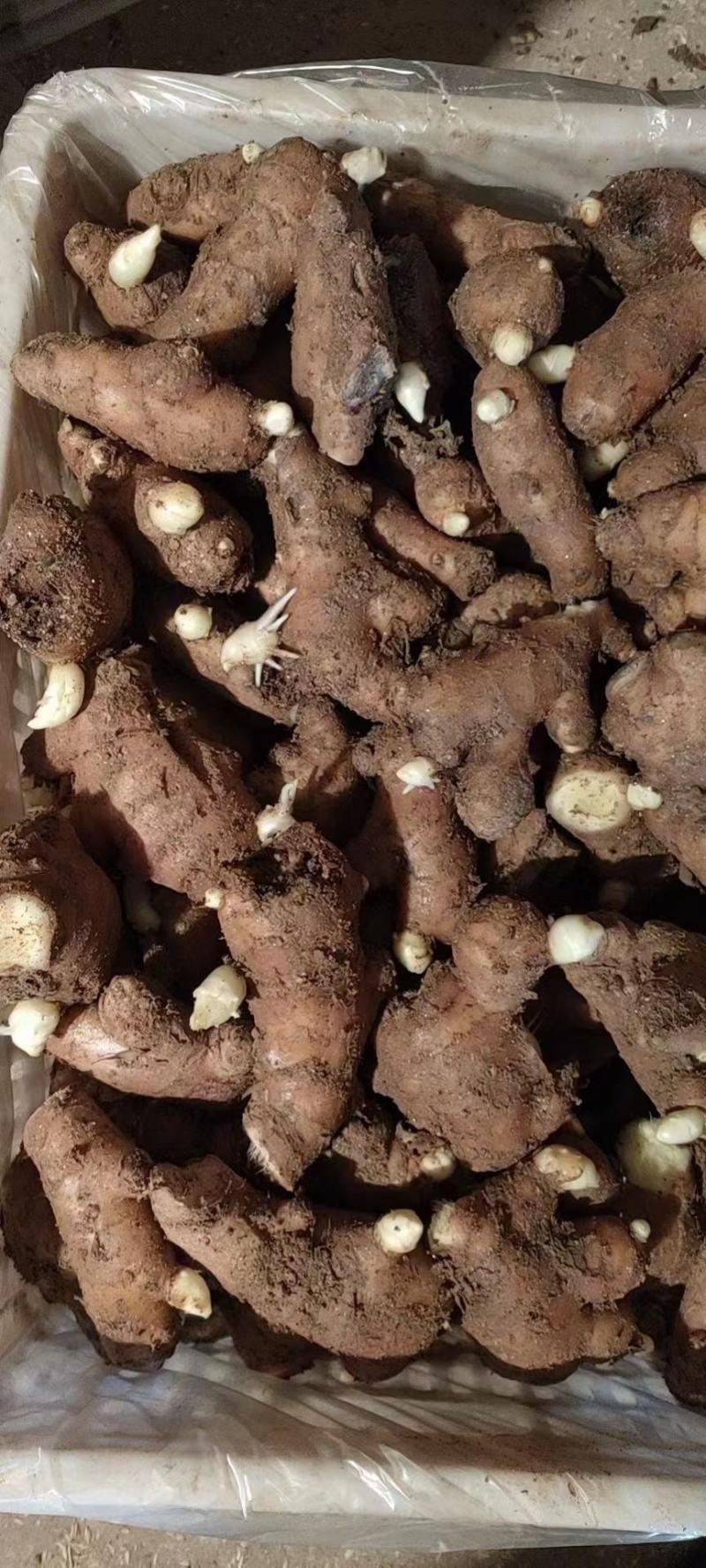 姜种山东【优质368高产姜种】大量供应