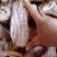 干牙笋，5寸以内，无老根嫩。颜色漂亮。干度好。短片