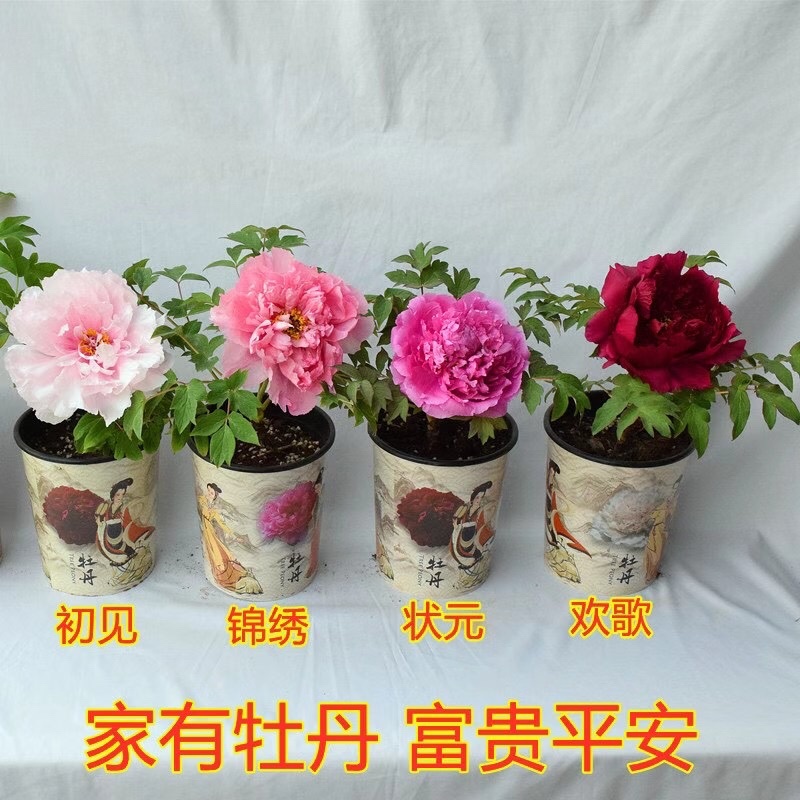 牡丹，精品观赏牡丹，嫁接苗，
