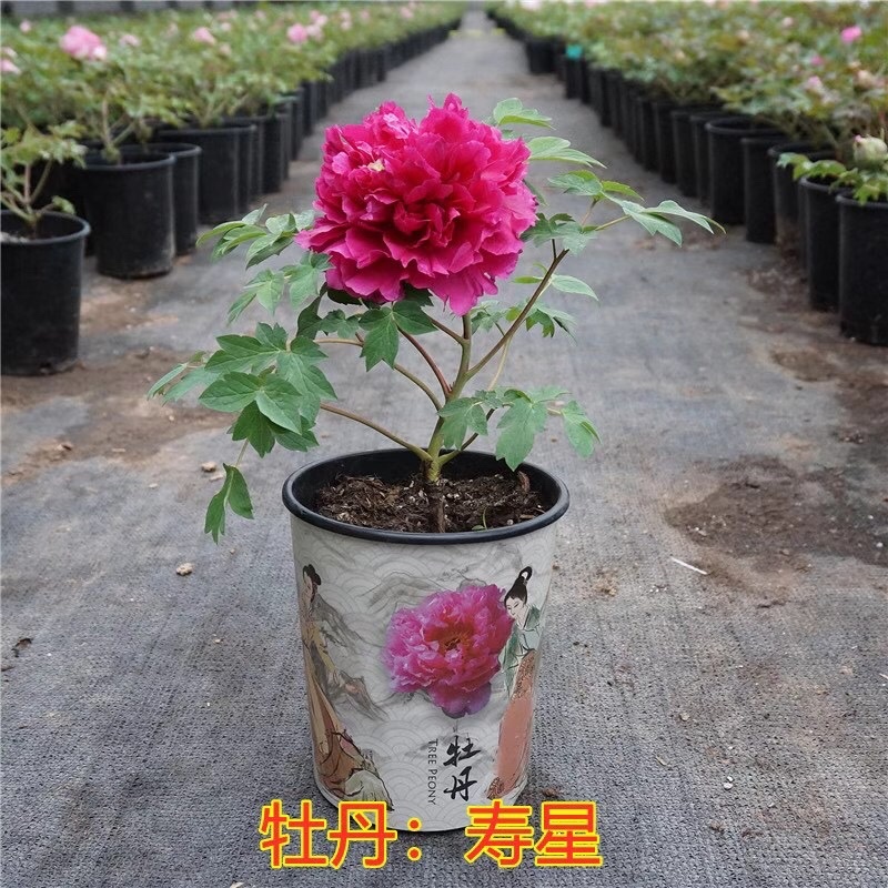 牡丹，精品观赏牡丹，嫁接苗，