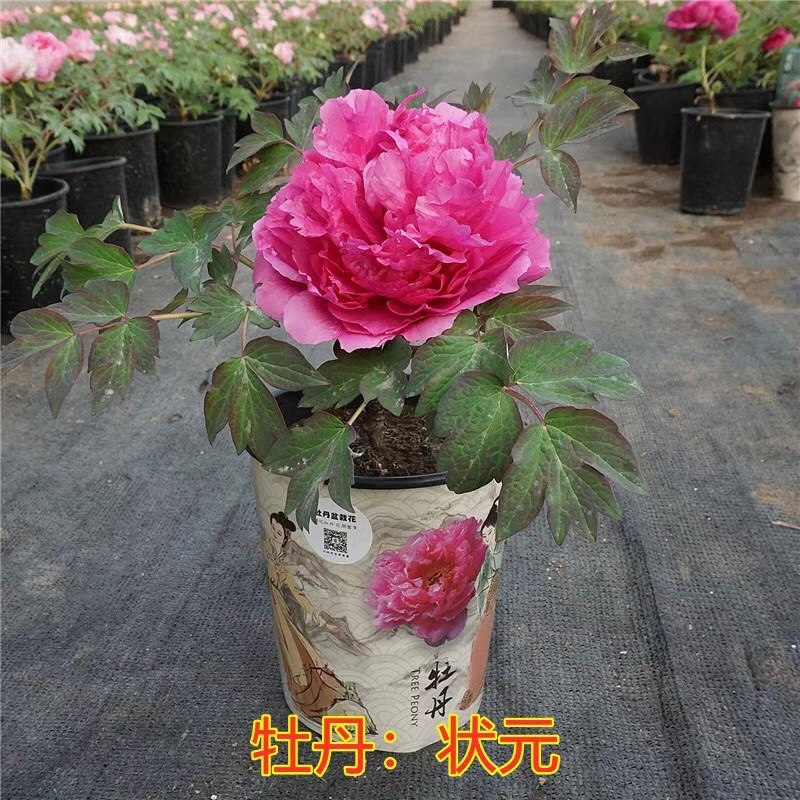 牡丹，精品观赏牡丹，嫁接苗，