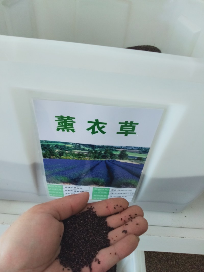 驱蚊草种籽薰衣草花籽种子香草多年生阳台盆栽景观绿化草花种