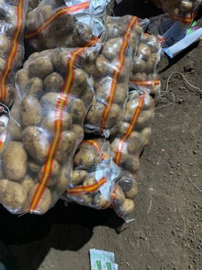 牡丹江尤金885土豆发往全国各地