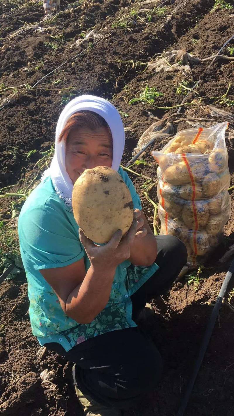 牡丹江尤金885土豆发往全国各地