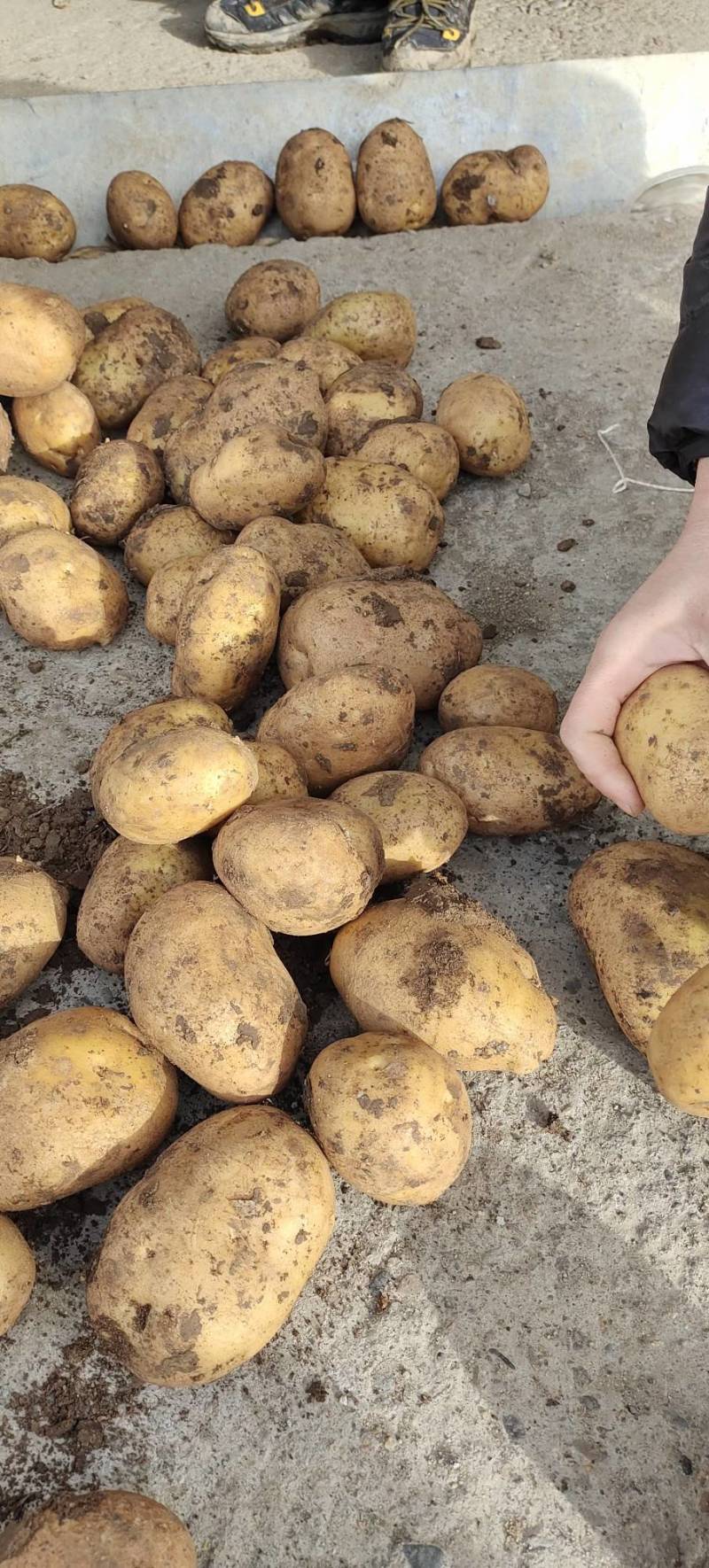 牡丹江尤金885土豆发往全国各地