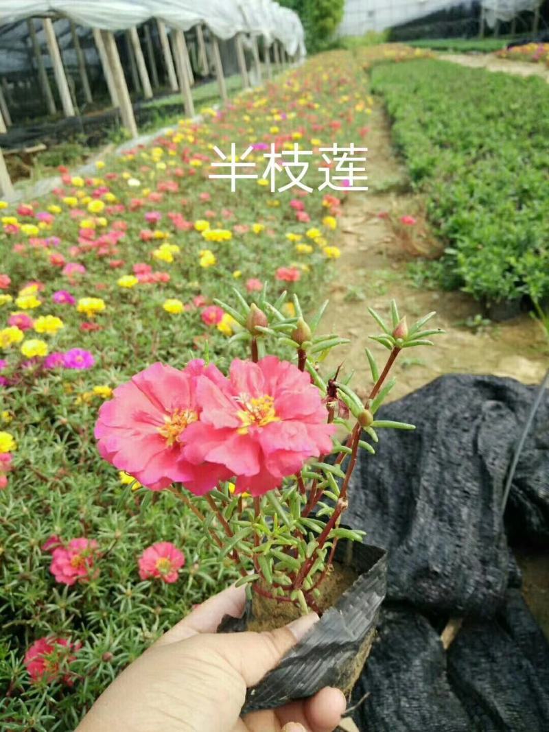 彩叶草，多色彩叶草，红彩叶草，品种彩叶草，叶片艳丽，红彩