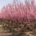 樱花树苗樱花苗嫁接日本樱花早樱晚樱地栽庭院绿化苗