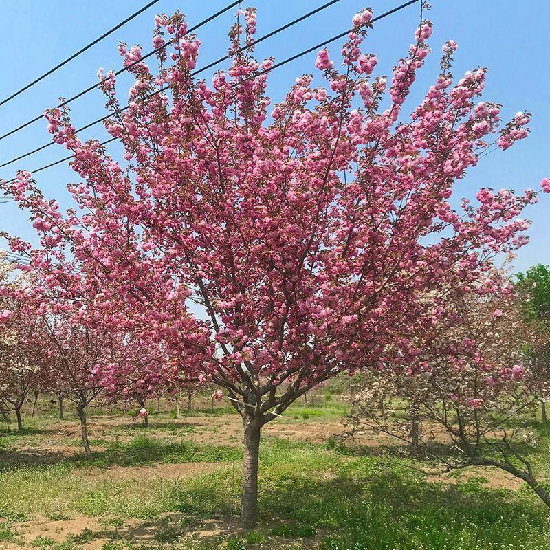 樱花树苗樱花苗嫁接日本樱花早樱晚樱地栽盆栽庭院绿化苗当年