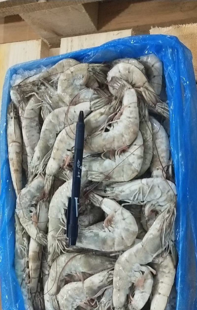 大量供应多种型号南美对虾