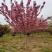 樱花树苗日本晚樱早樱庭院嫁接绿化树樱花树当年开花日本樱花