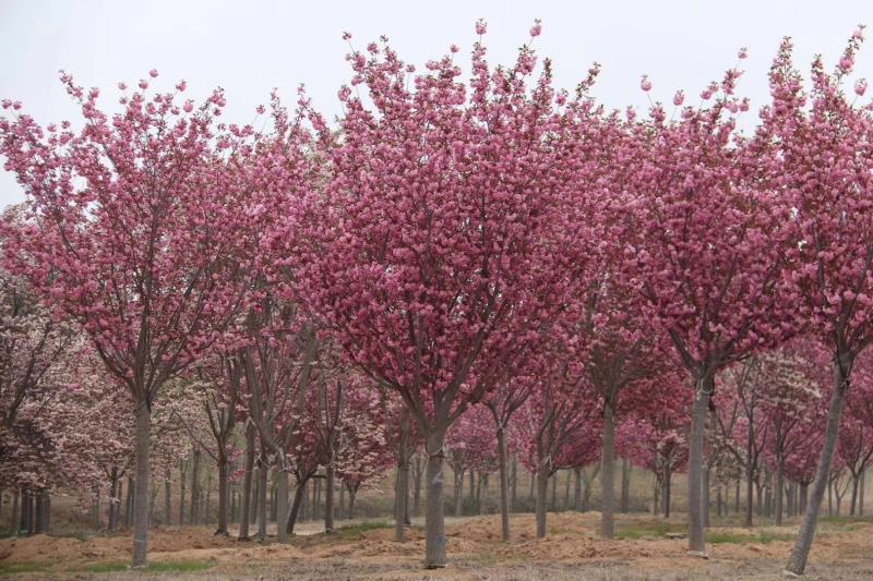 樱花树苗日本晚樱早樱庭院嫁接绿化树樱花树当年开花日本樱花