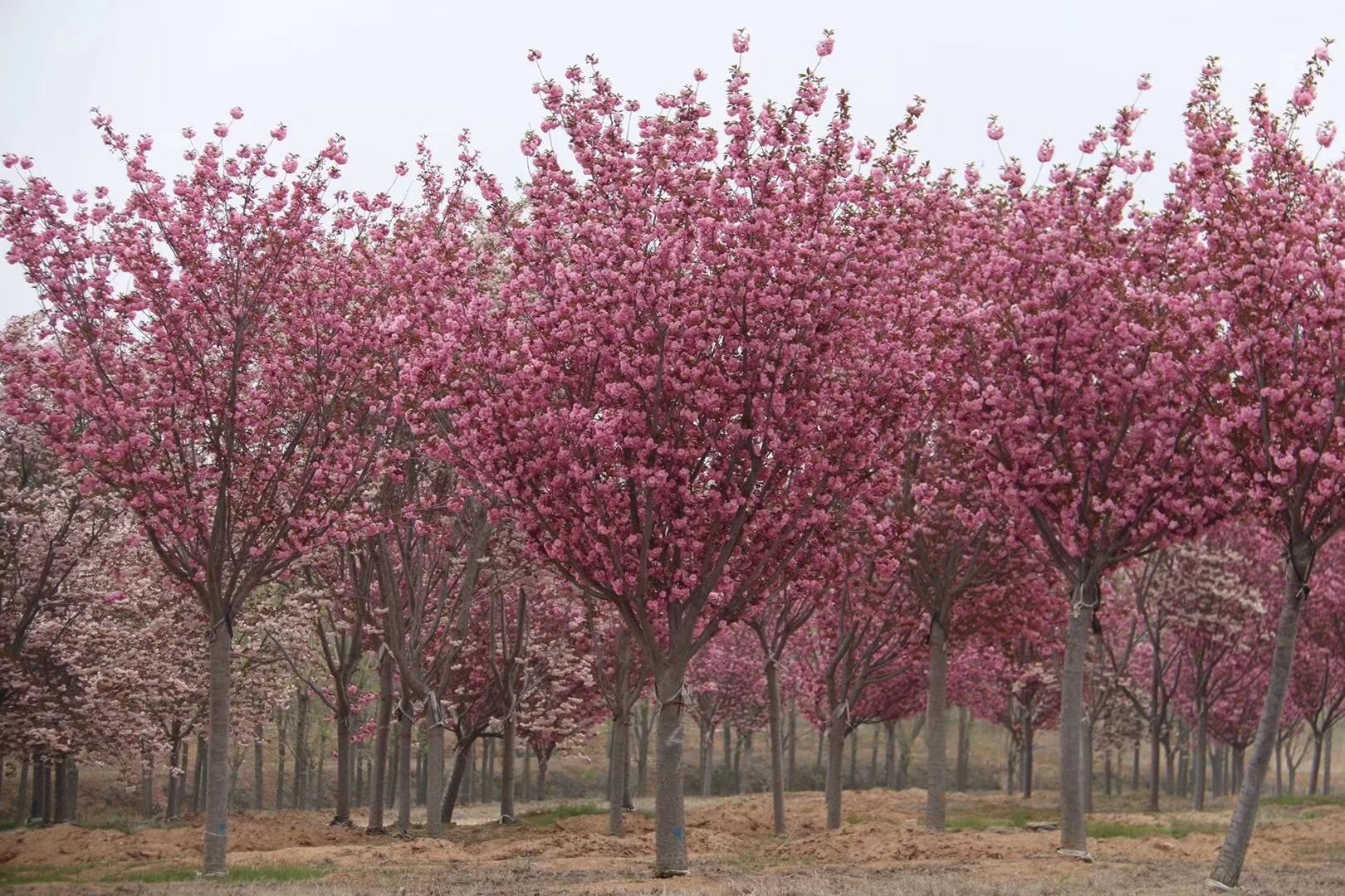 雏菊花园实景图