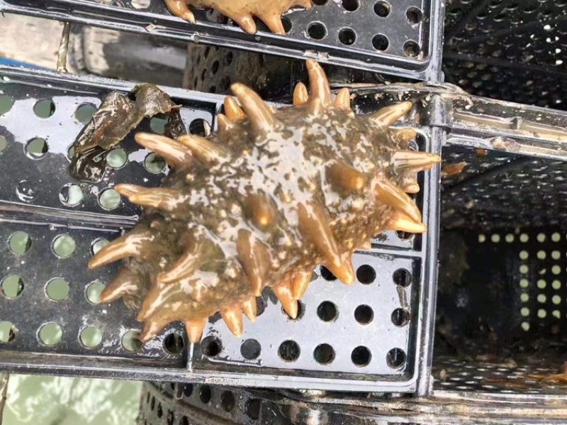 即食海参免泡发，新鲜加热即食口感鲜嫩Q弹